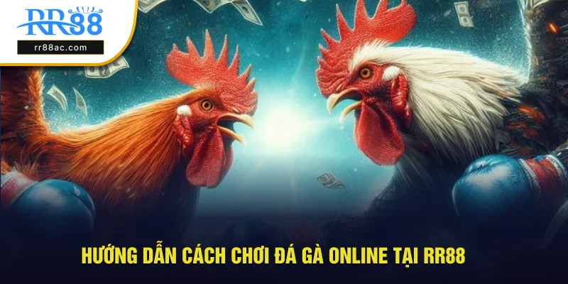 Hướng dẫn cách chơi đá gà online tại nhà cái RR88