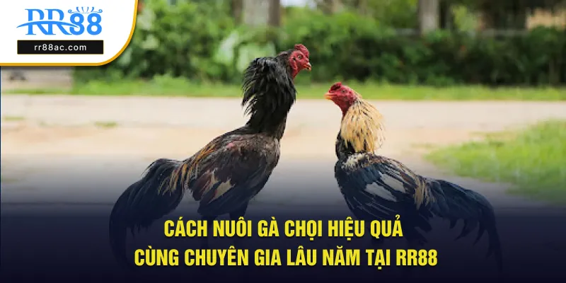 cách nuôi gà chọi hiệu quả
