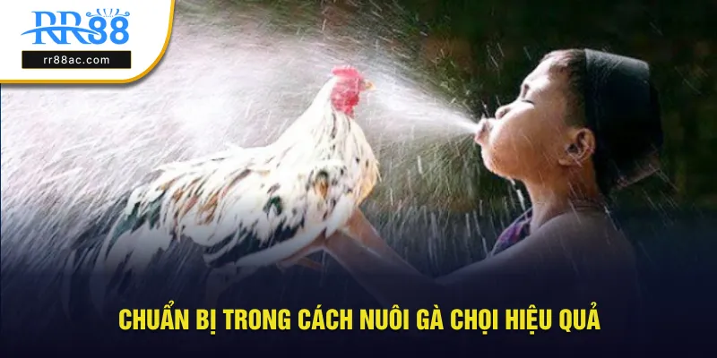 Chuẩn bị bắt đầu trong cách nuôi gà chọi hiệu quả