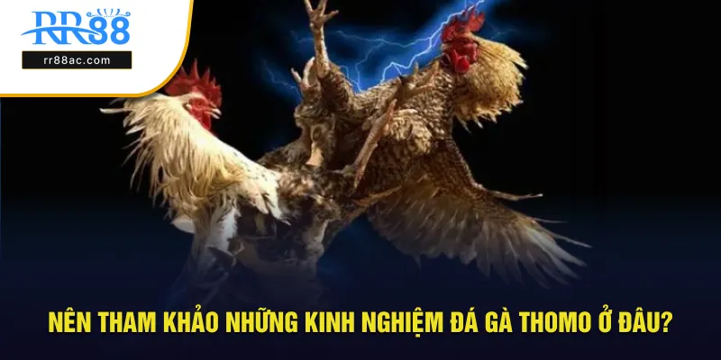 Địa điểm tham khảo kinh nghiệm đá gà cực chuẩn