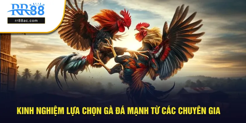 Kinh nghiệm chọn gà đá mạnh