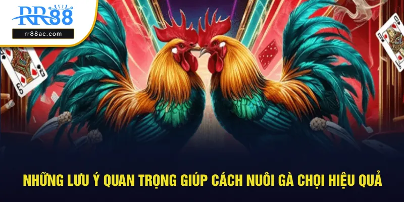 Những lưu ý quan trọng giúp bạn nuôi gà chọi hiệu quả