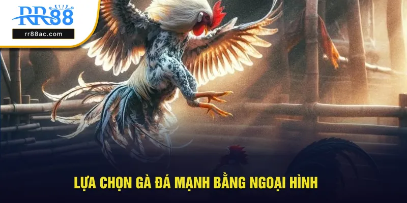 Lựa chọn gà đá mạnh thông qua ngoại hình