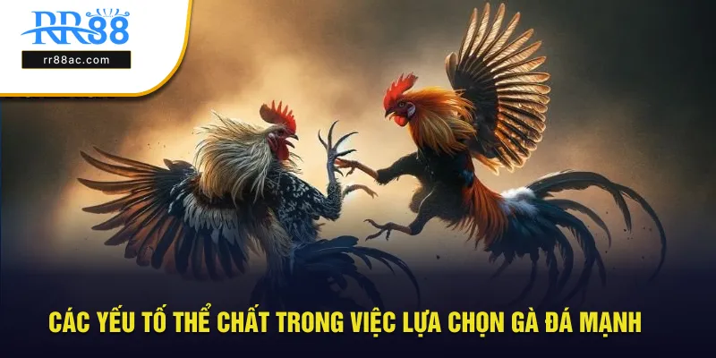 Các yếu tố thể chất trong việc lựa gà đá