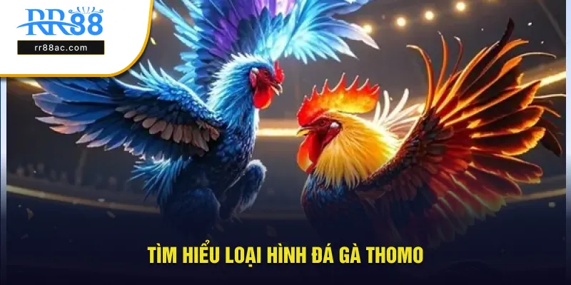 Tìm hiểu thông tin về loại hình đá gà Thomo