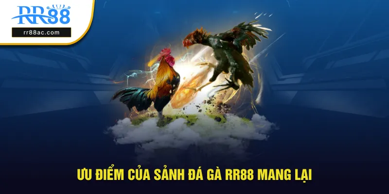 Ưu điểm tuyệt vời của sảnh đá gà RR88 mang lại
