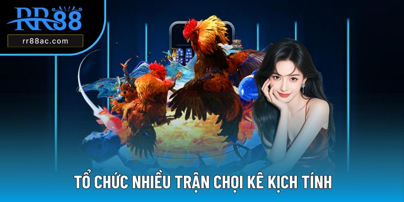 Tổ chức nhiều trận chọi kê kịch tính